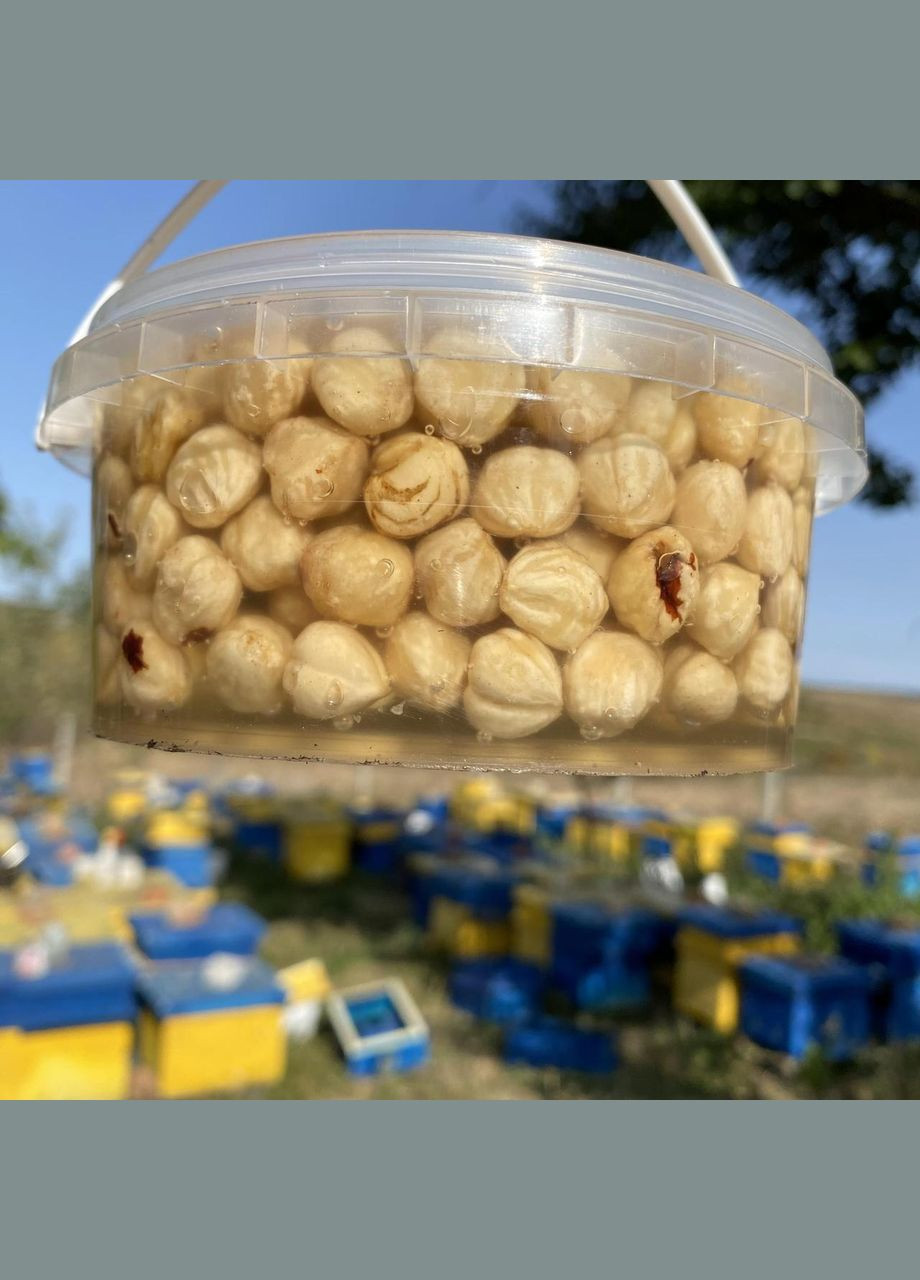 Фундук меда акации 0,5 л (600 грамм) МЕД ПОШТОЮ (322148993)
