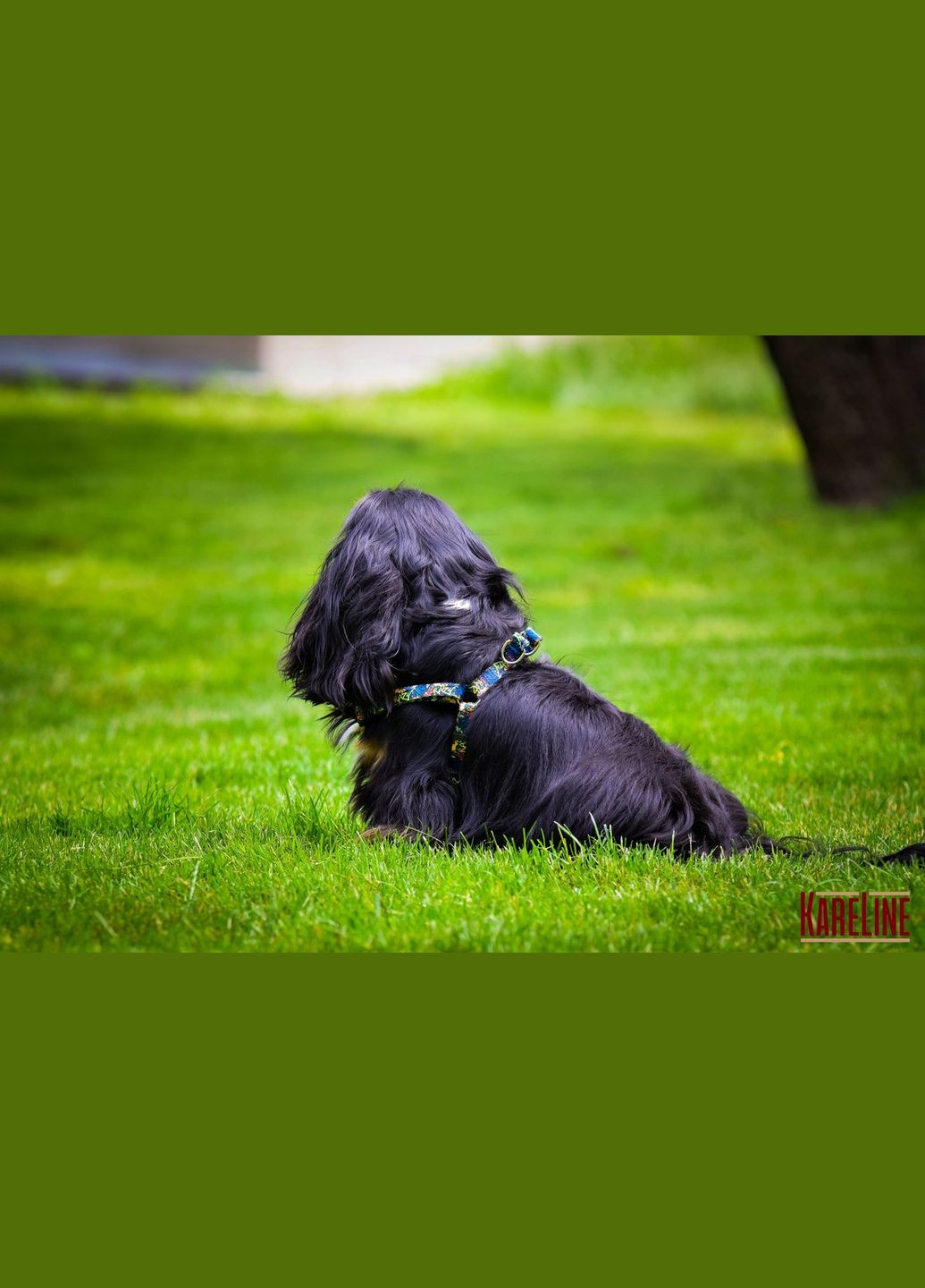 Шлея з нейлону з візерунком "CRAZY" та пластиковою пряжкою 15 мм А:350-480 мм, В:400-570 мм Kareline (339075101)