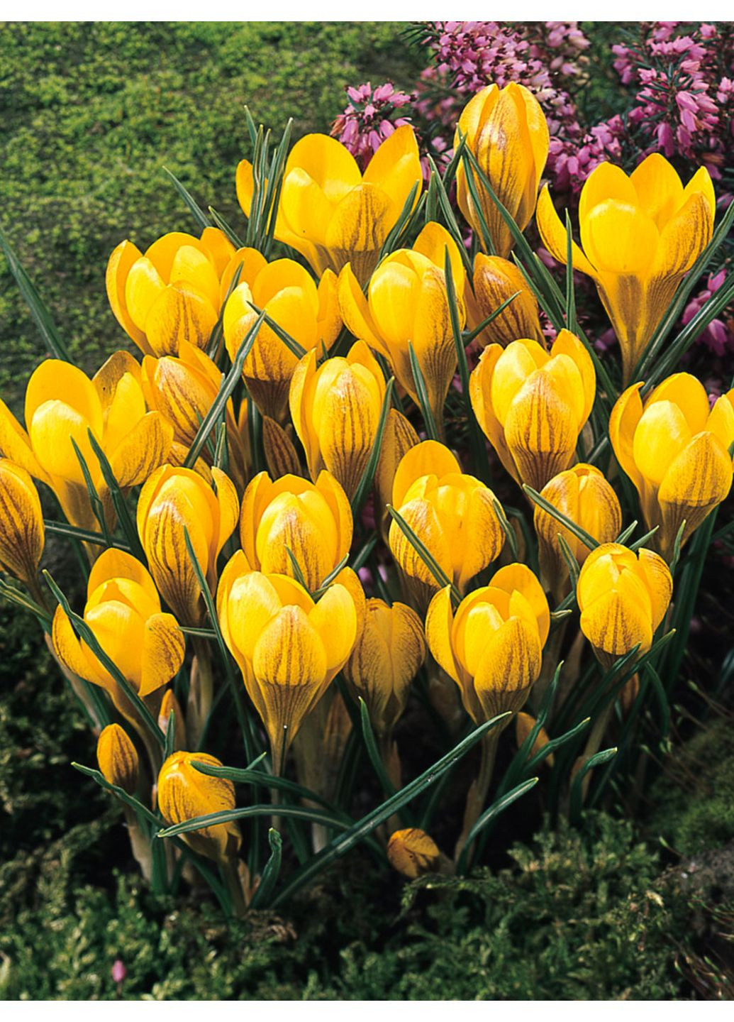 Крокус Fuscotinctus (5 шт.) в упаковке) No Brand (365250778)