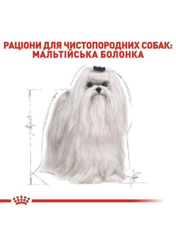 Сухой корм Maltese Adult для взрослых собак породы Мальтийская болонка в возрасте от 10 месяцев 0,5 кг Royal Canin (289727896)