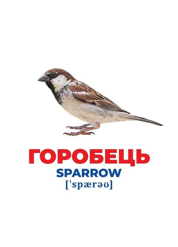 Набір розвиваючих карток Геній з пелюшок "Птахи України" Ранок 10107193У, 17 карток Ranok Creative (304404494)