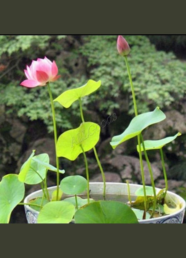 Лотос насіння для вирощування 1шт. No Brand (304401616)