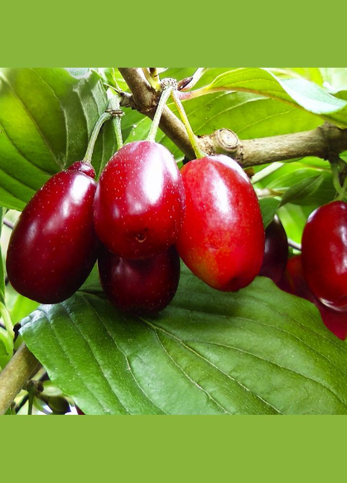 Саджанці кизилу Олена (привитий) Садовий-Розмай (301220564)