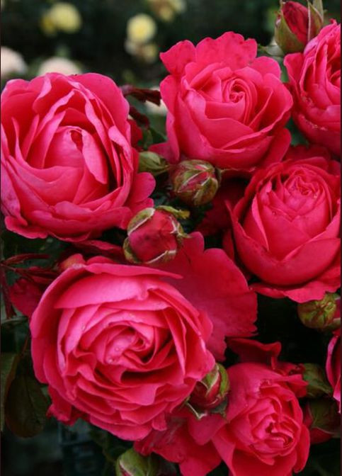 Троянда Cherry Lady (Чері Леді) 70-80 см Декоплант (284117331)