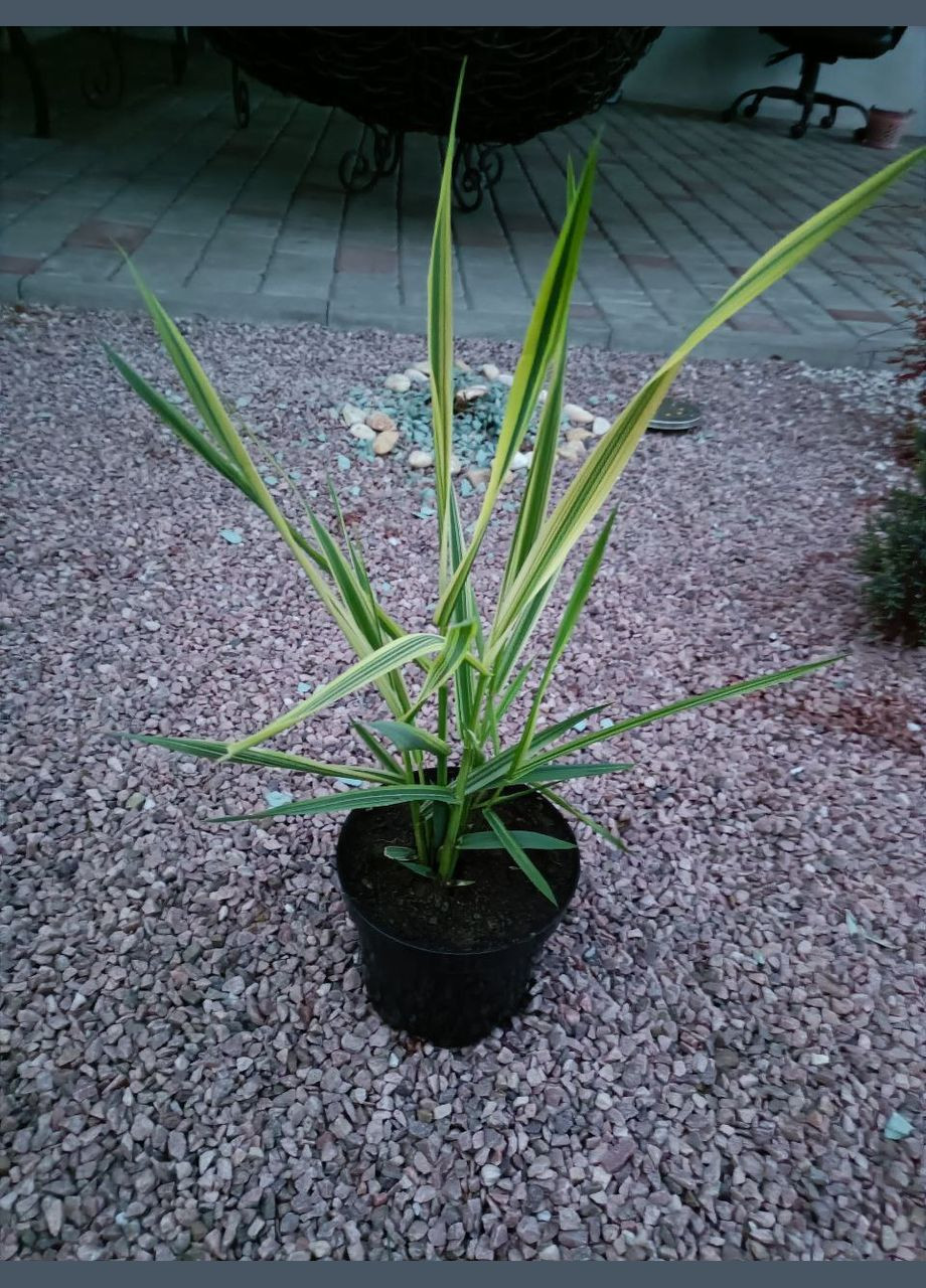 Варієгатна злакова трава (осока моррова) No Brand (298855223)