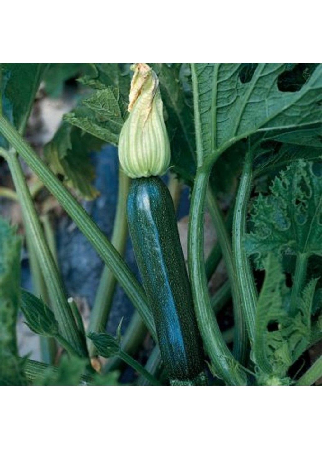 Семена кабачка Супремо F1 Syngenta (331900649)