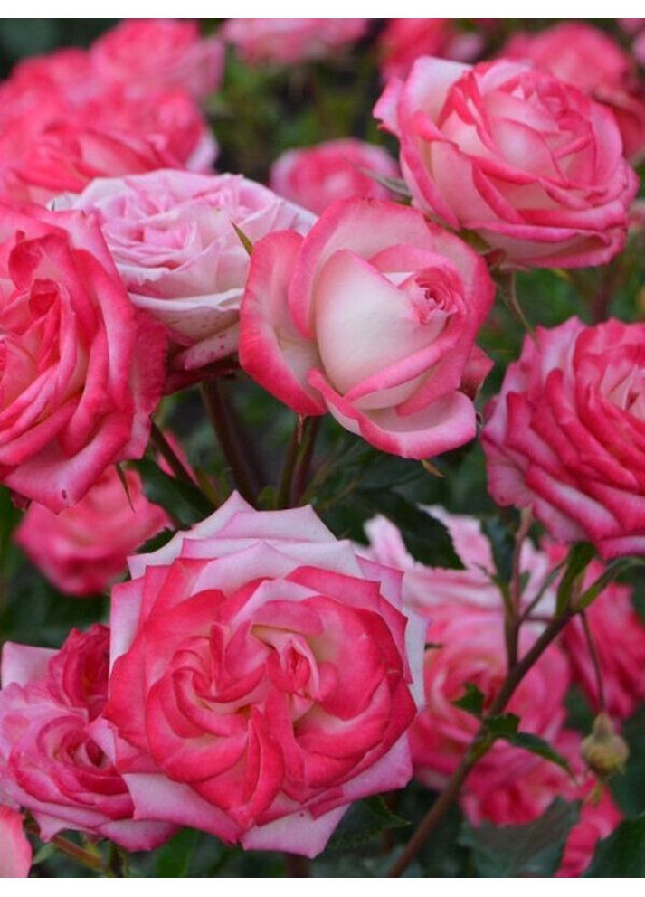 Роза мелкоцветная Sofina No Brand (364534685)