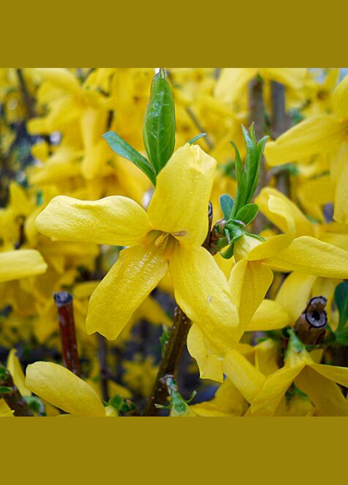 Саджанці форзиції Європейська Садовий-Розмай (301221288)