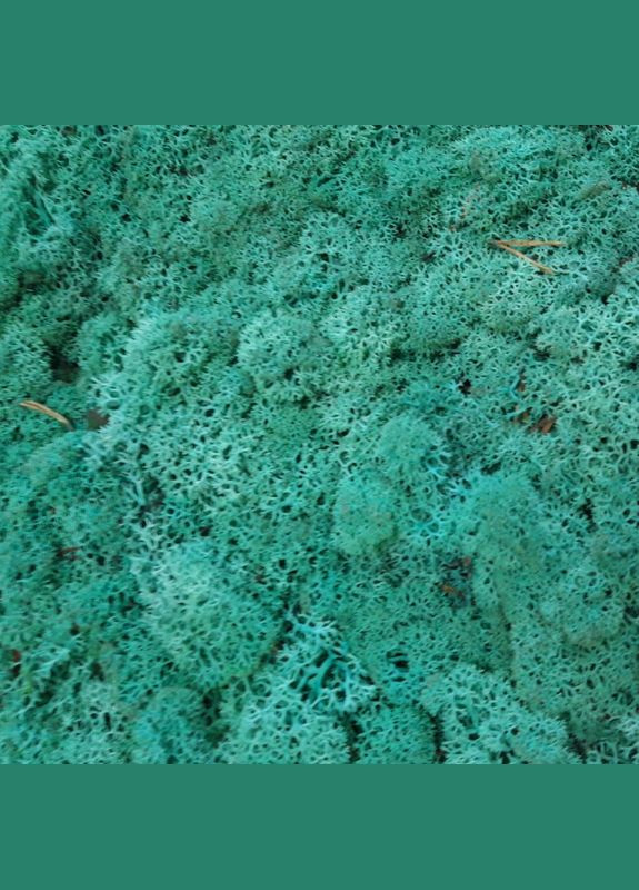 Стабілізований мох ягель Смарагдовий 150 грам Nordic moss (276401132)