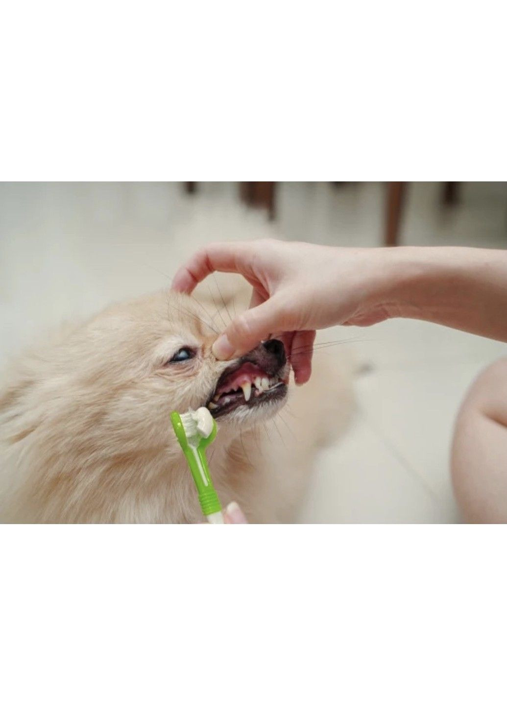 Зубна щітка для собак і кішок "Professional" Dark-Green Xtep (319664554)