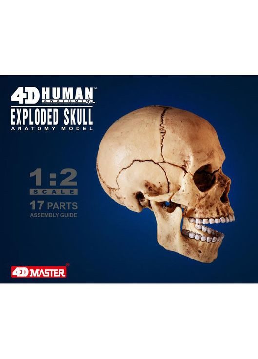 Об'ємна модель Череп людини, 17 деталей () 4D Master FM-626111 (328399277)