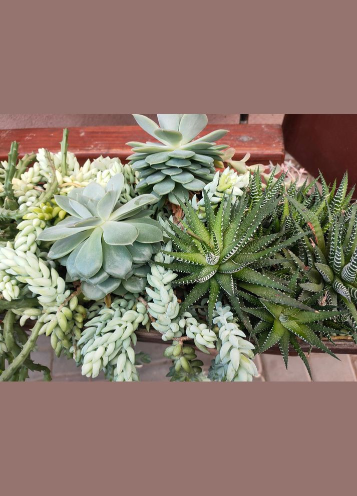 Cуккуленты Эониум для флорариума No Brand (322895536)