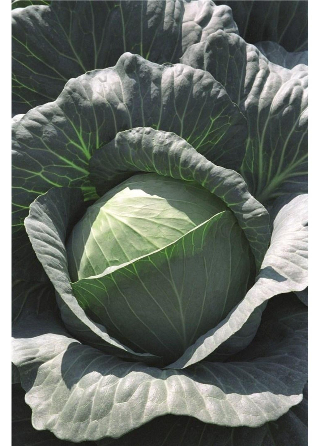 Насіння капусти білоголова Трансам Bejo Zaden (333035999)