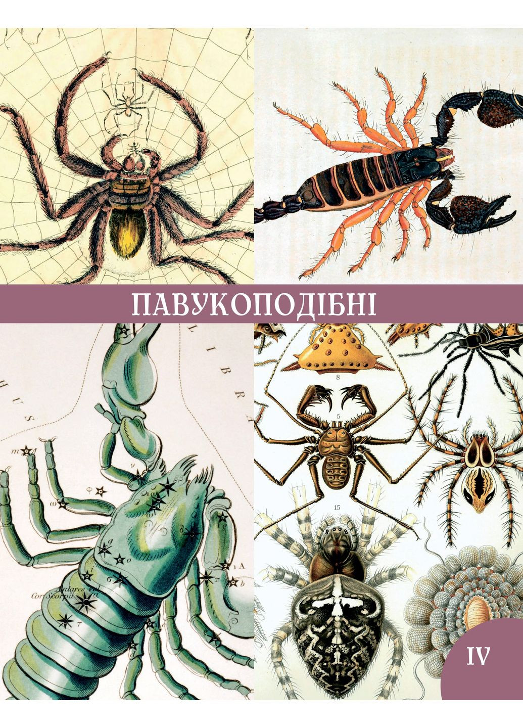 Розповіді про тварин та їх назви Видавництво "Апріорі" (370151259)