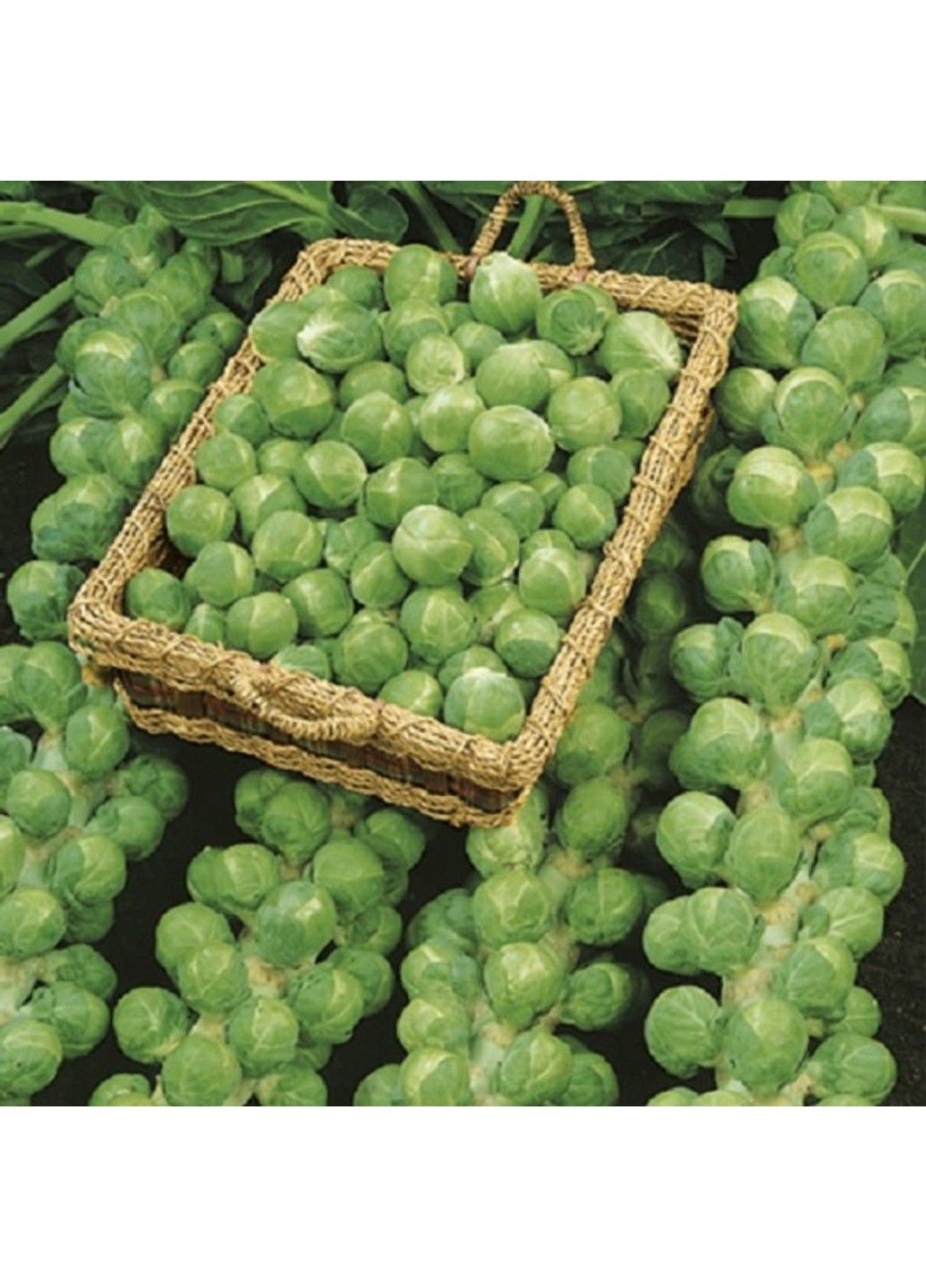 Семена капусты брюссельская Франклин F1 Bejo Zaden (333036006)