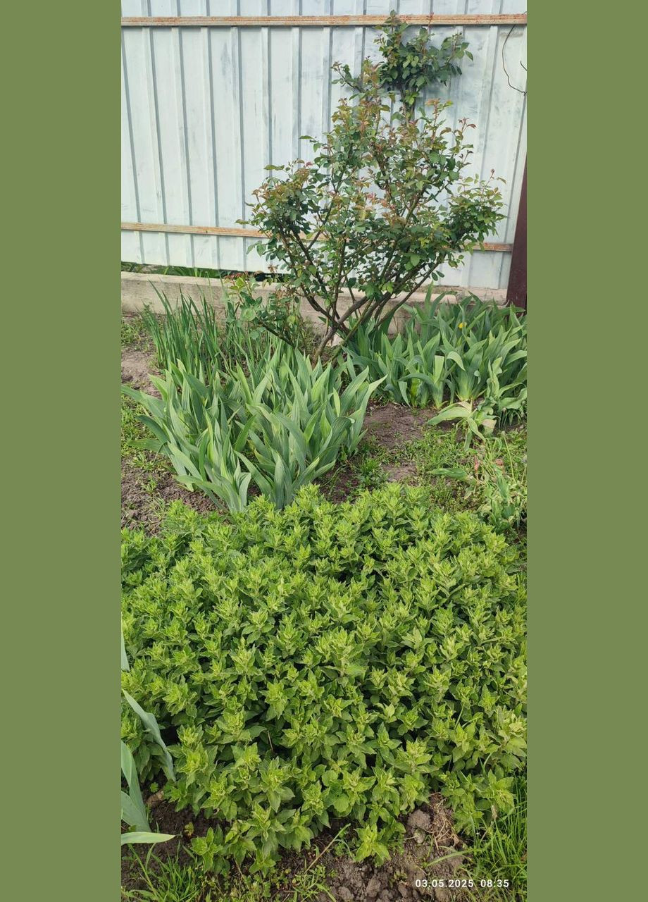 💛Рассада, саженцы, Вербейник точечный, цена за 1 штуку, многолетний, 💛 No Brand (350354847)