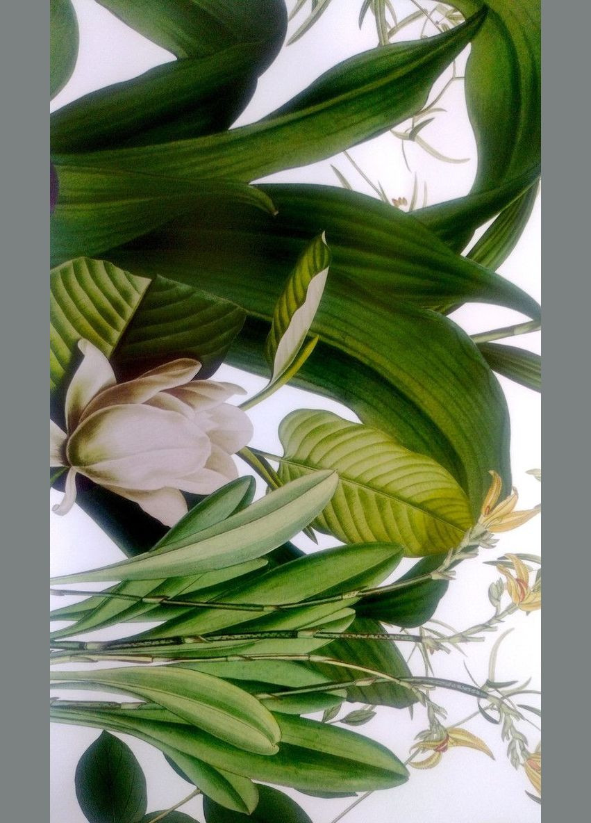 Вінілова наклейка на стіну Квіти рослини папуги (лист 60 х 90 см) Б450 No Brand (302242561)