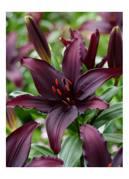 Лилия Blacklist (12/14) No Brand (364535936)