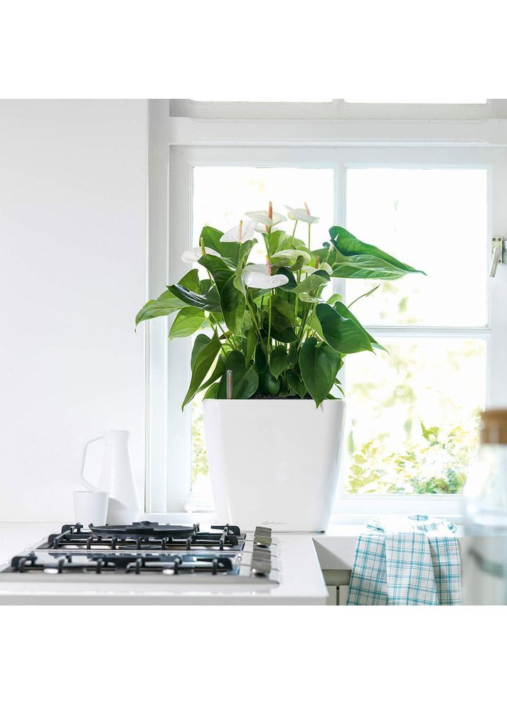 Кашпо Quadro Premium LS 35 White (16160) Lechuza (323108002)