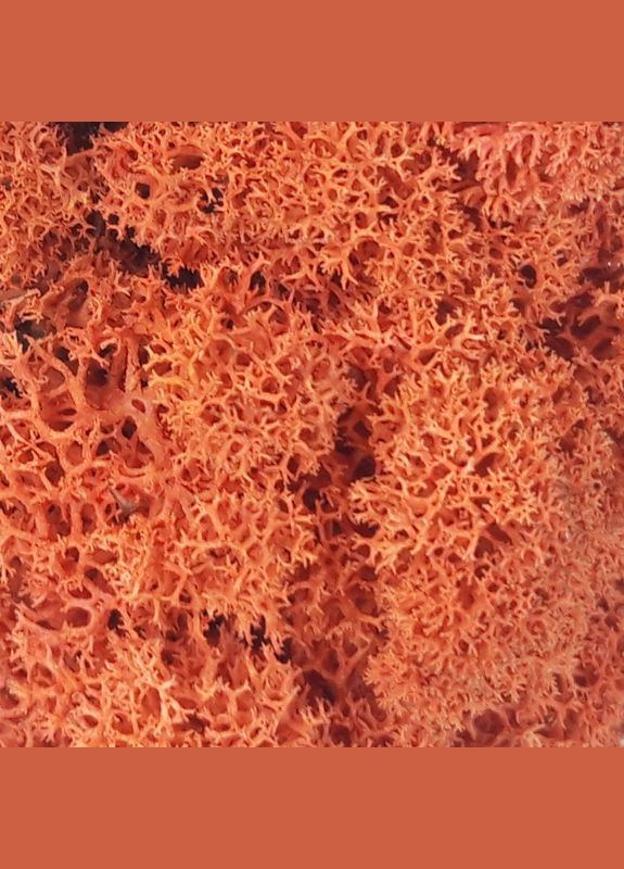 Стабілізований мох ягель Сієна 1 кг Nordic moss (276401177)