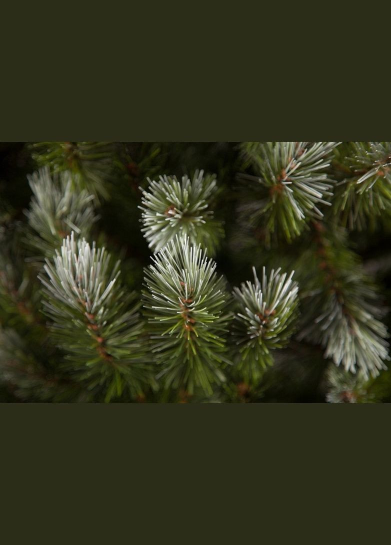 Сосна Pittsburgh 2,60 м зелена з ефектом покриття інеєм і шишками Triumph Tree (329407204)