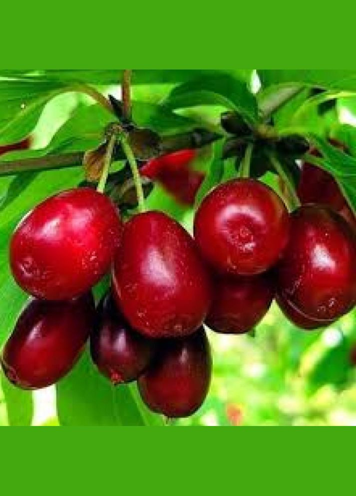 Саджанці кизилу Світлячок - 2-річний Садовий-Розмай (301221053)