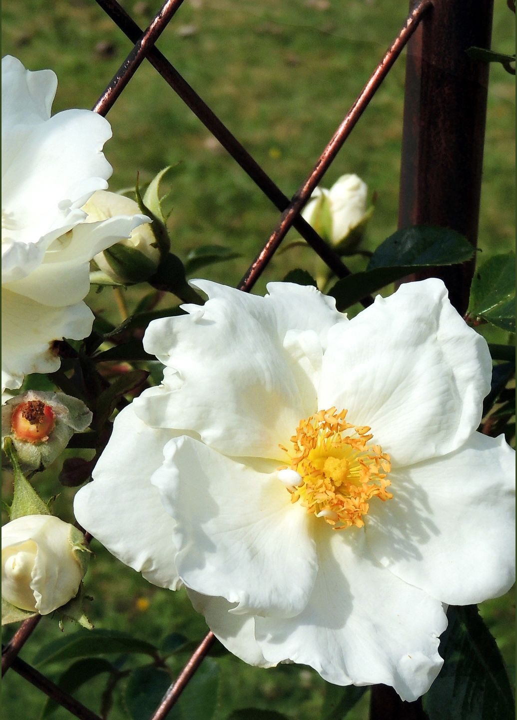 Троянда White Star (Уайт Стар) 200-250 см Декоплант (284674246)