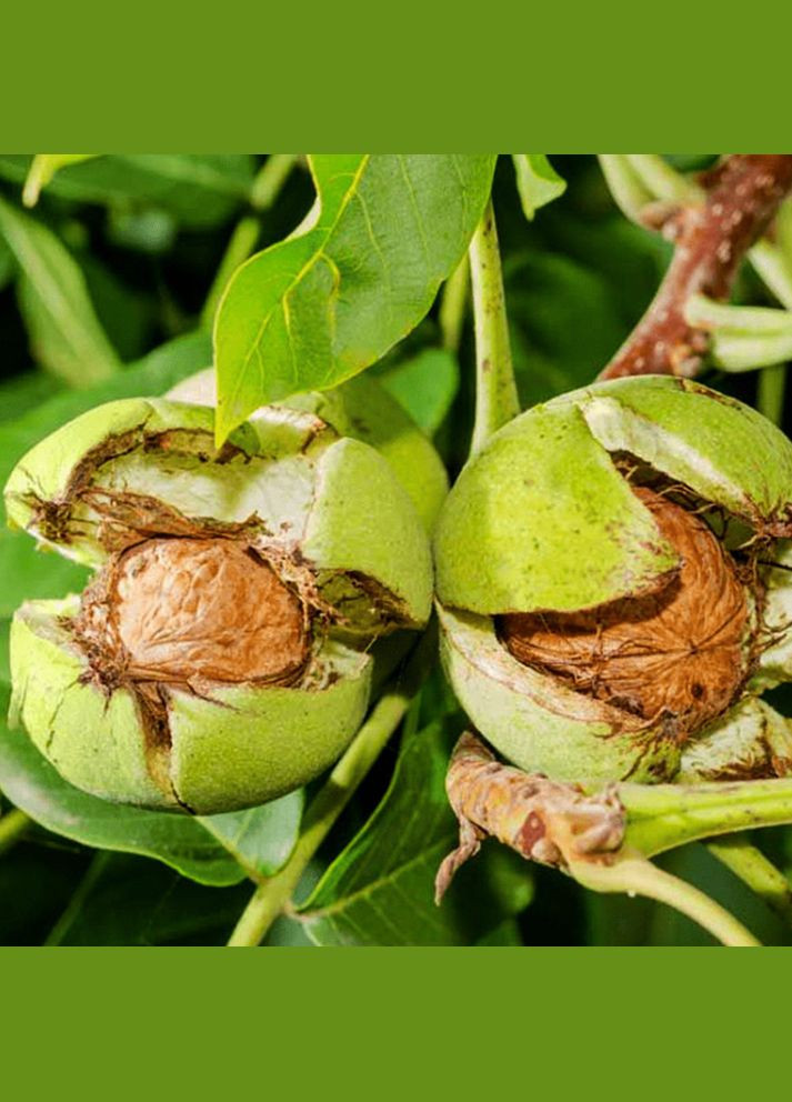 Саджанці грецького горіха Лисичанський - 2-річний Садовий-Розмай (301221311)