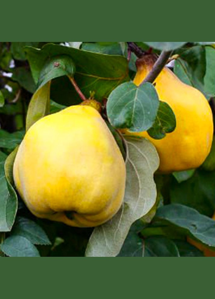 Саджанці айви Успіх - 1-річний Садовий-Розмай (301220926)