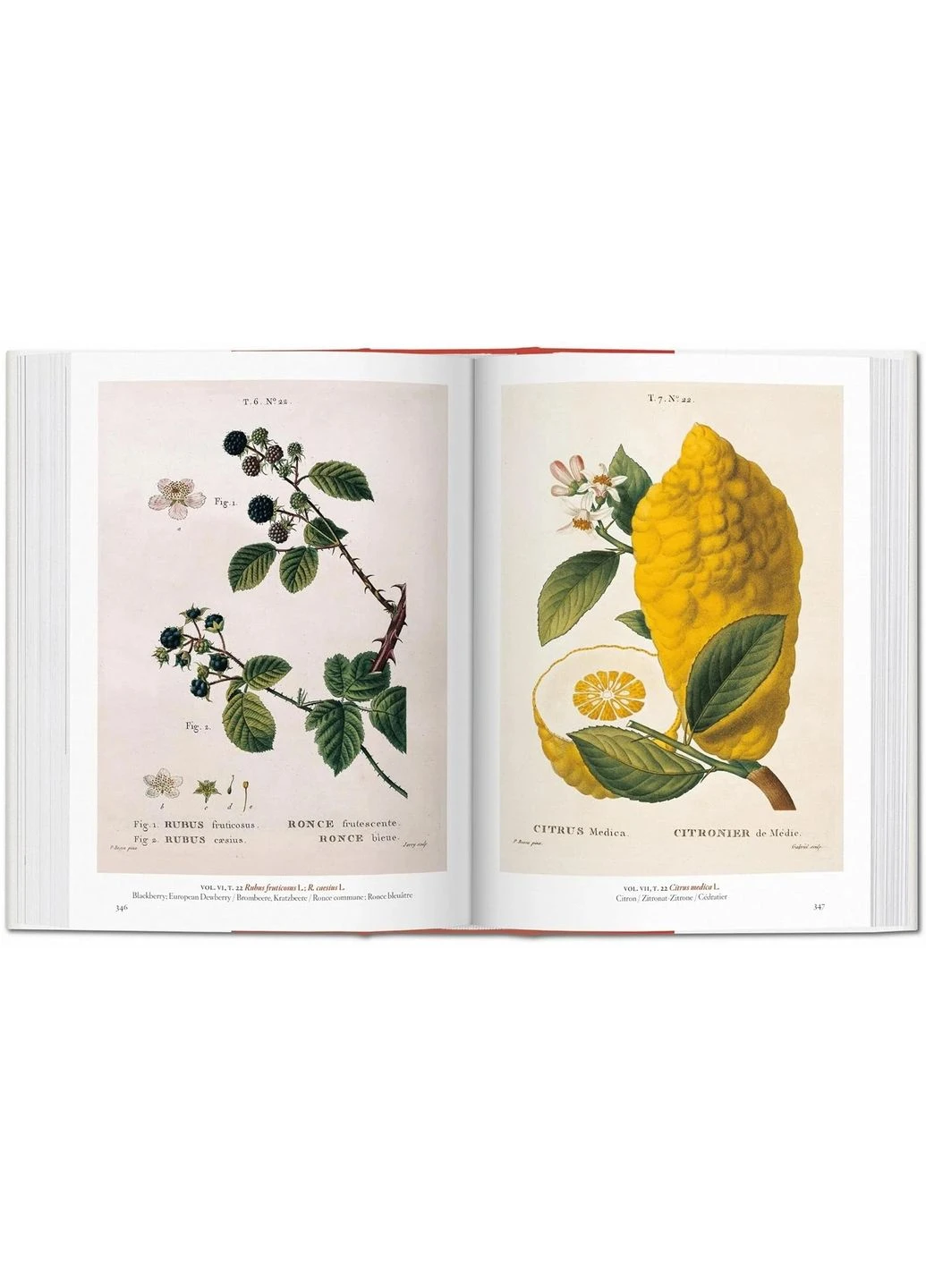 A Garden Eden. Masterpieces of Botanical Illustration. 40th Edition Taschen (370060267)