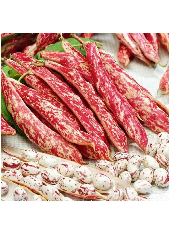 Насіння Квасоля спаржова кущова Борлотто 15 г Насіння України (356119102)