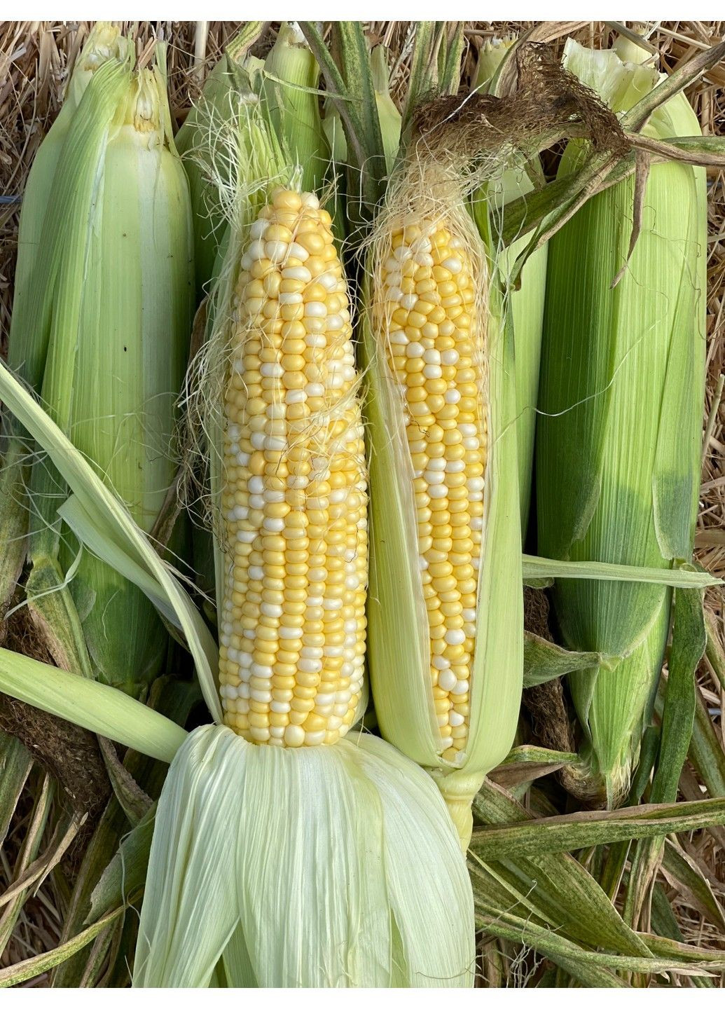 Насіння кукурудзи цукрової Біколор БСС 1075 F1 Syngenta (331900685)