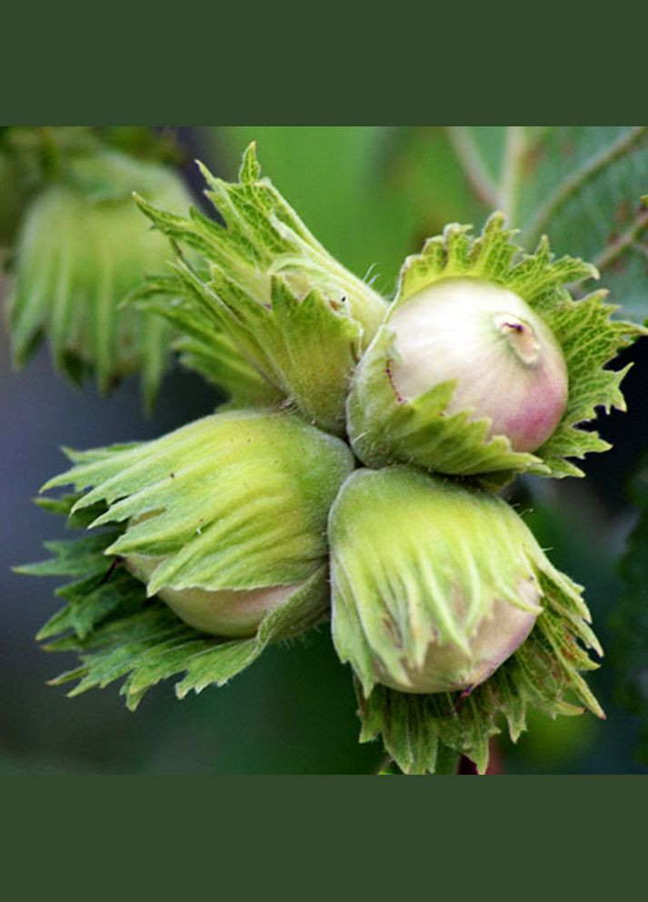 Саджанці фундука Барселонський - 2-річний Садовий-Розмай (301220155)