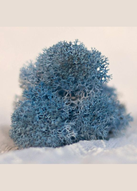 Очищений стабілізований мох ягель Лавандовий 25 грам Nordic moss (276401218)