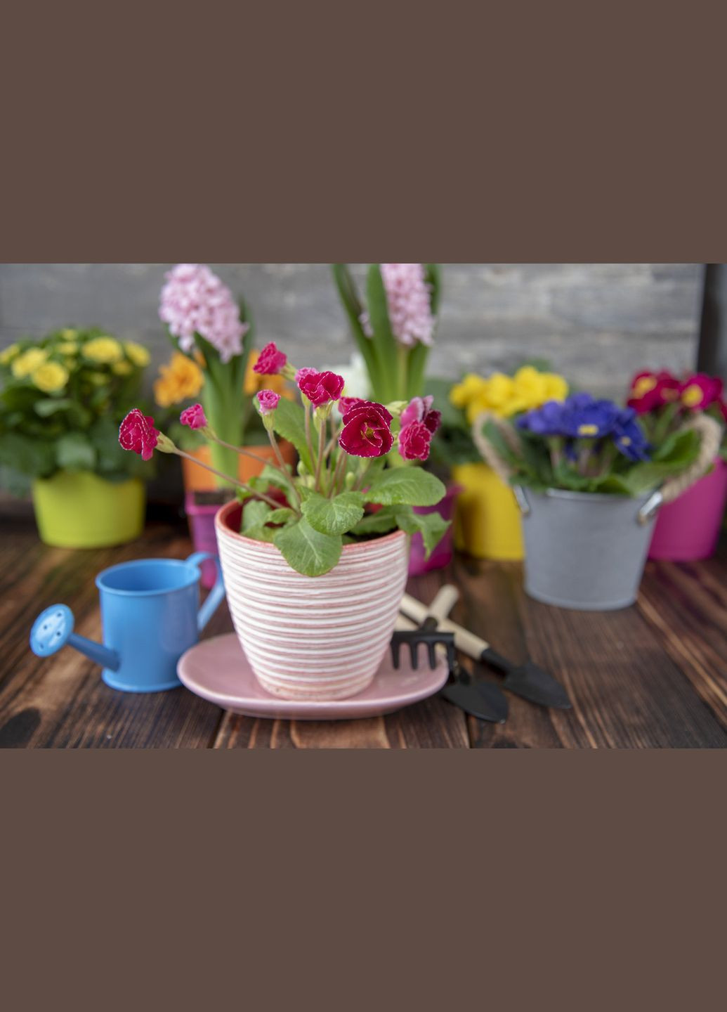 Спрей-активатор цвітіння Dr.Help (Доктор Хелп) 300мл (3074) Кіссон (306736436)