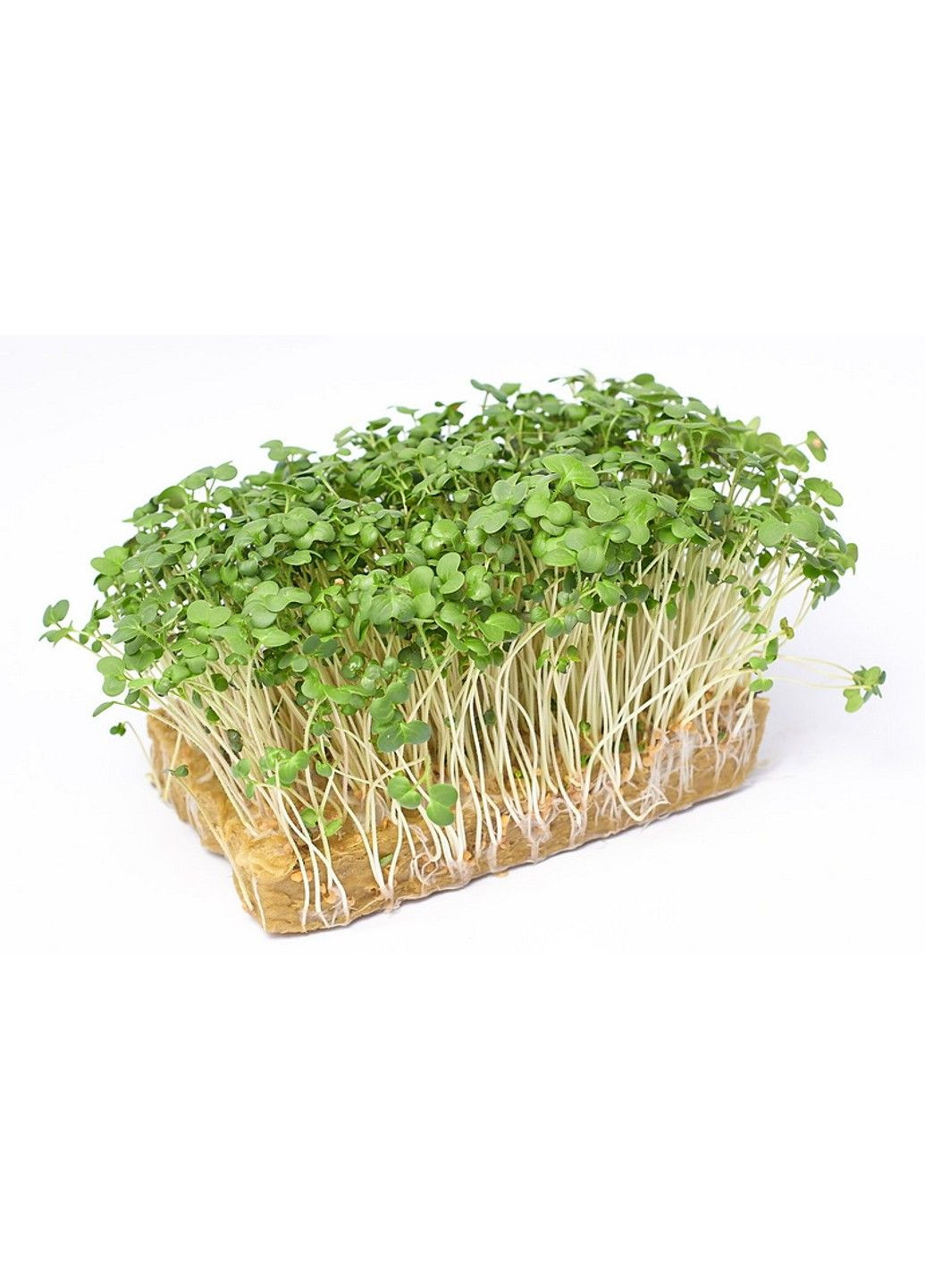 Семена микрозелени Green Chief Редиска зеленая Зелений Шеф (298051379)