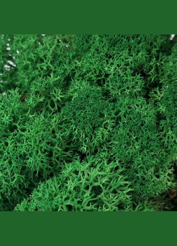 Очищений стабілізований мох ягель Зелений трав'яний темний 1 кг Nordic moss (276401182)