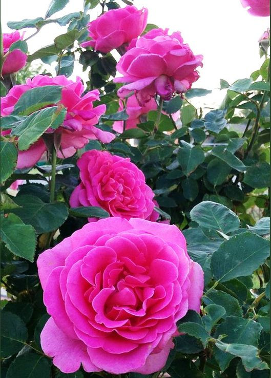 Троянда Pink Peace (Пінк Піс) 120-150 см Декоплант (284117333)