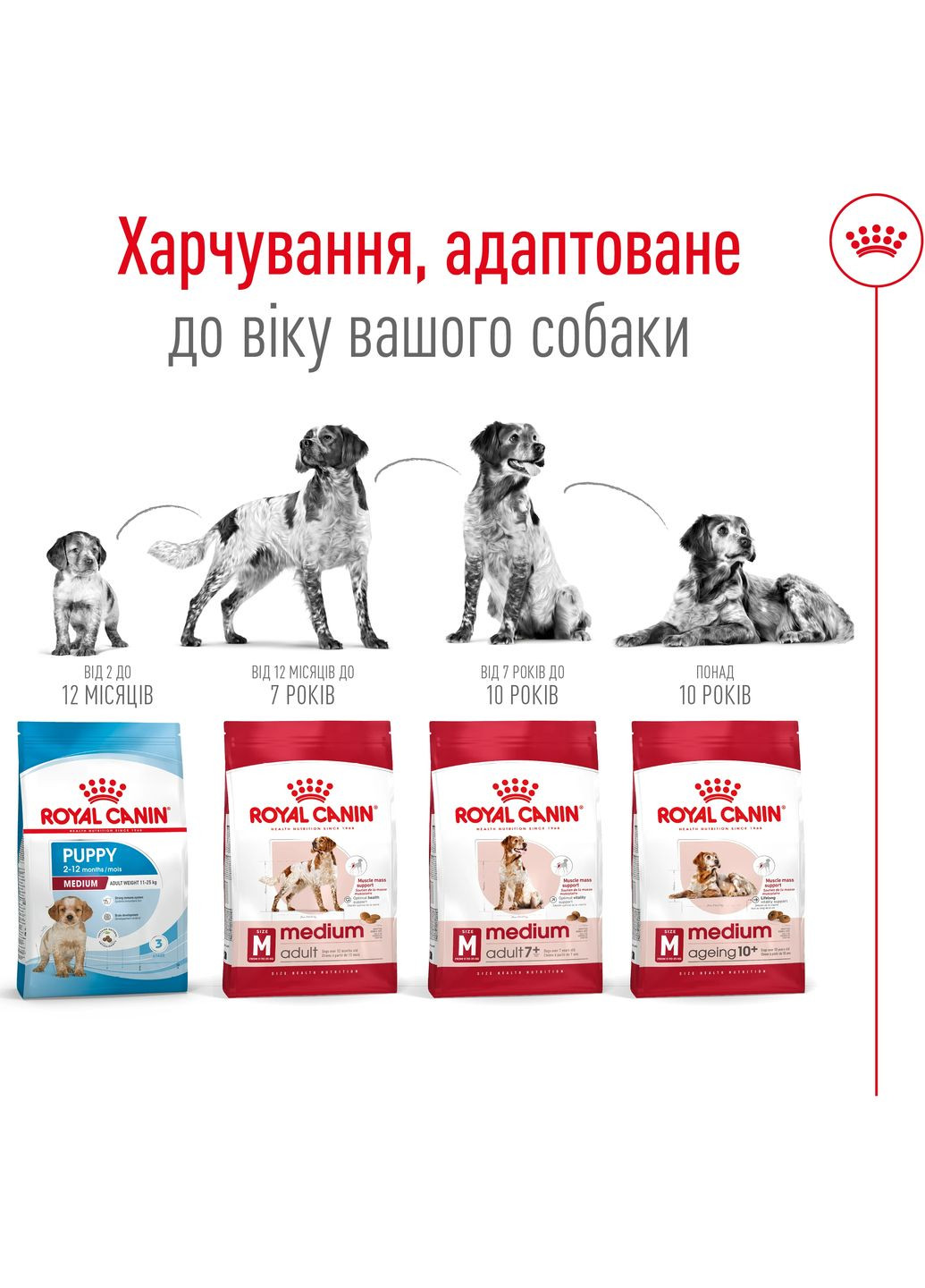 Сухий корм MEDIUM ADULT для дорослих собак середніх порід 3.2 кг + 800 г у подарунок Royal Canin (368822079)