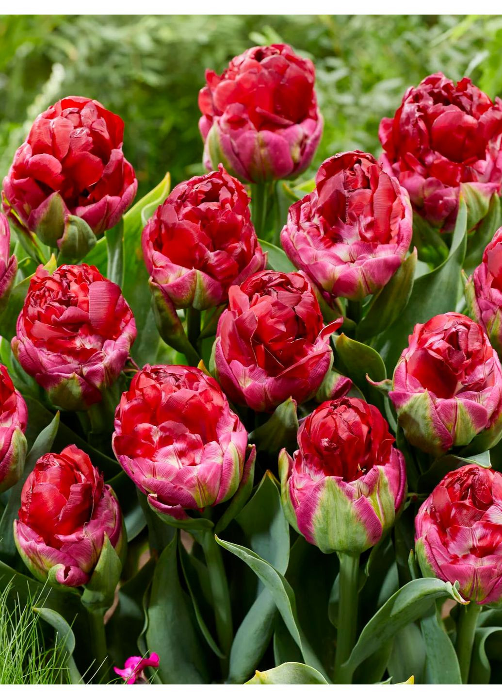 Тюльпан Ice Cream Cranberry (1 шт. в упаковці) No Brand (364534659)