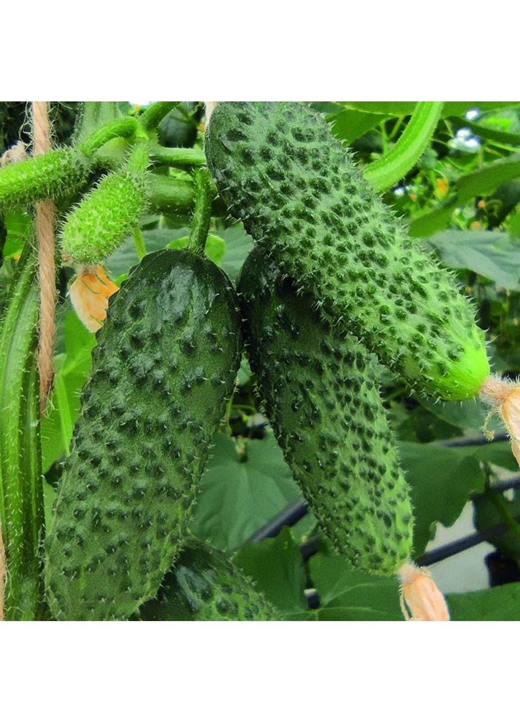 Насіння огірка Альшани F1 Bejo Zaden (333036051)
