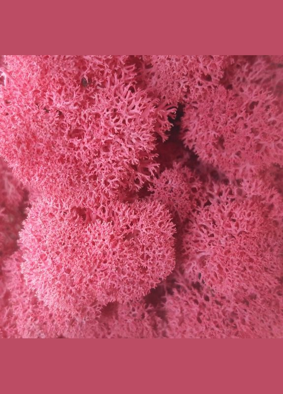 Стабілізований мох ягель Цикламен 3 кг Nordic moss (276401059)