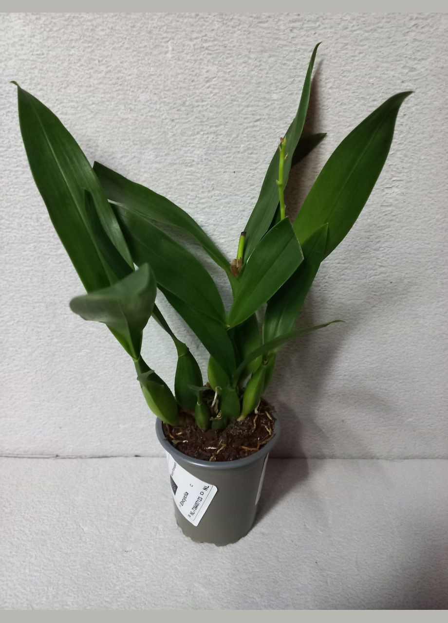 Орхідея Енциклія Prosthechea (Encyclia) cochleata var. perfumed cochleata ODA (315635053)