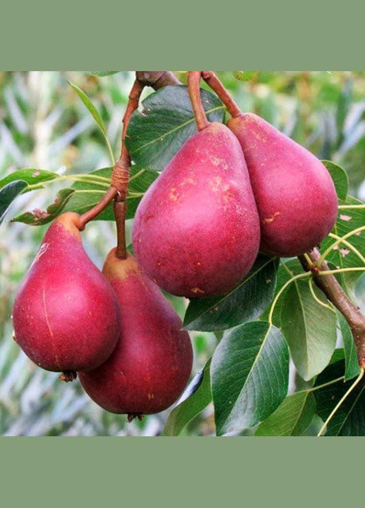 Саджанці груші Старкрімсон - 1-річний Садовий-Розмай (301220520)