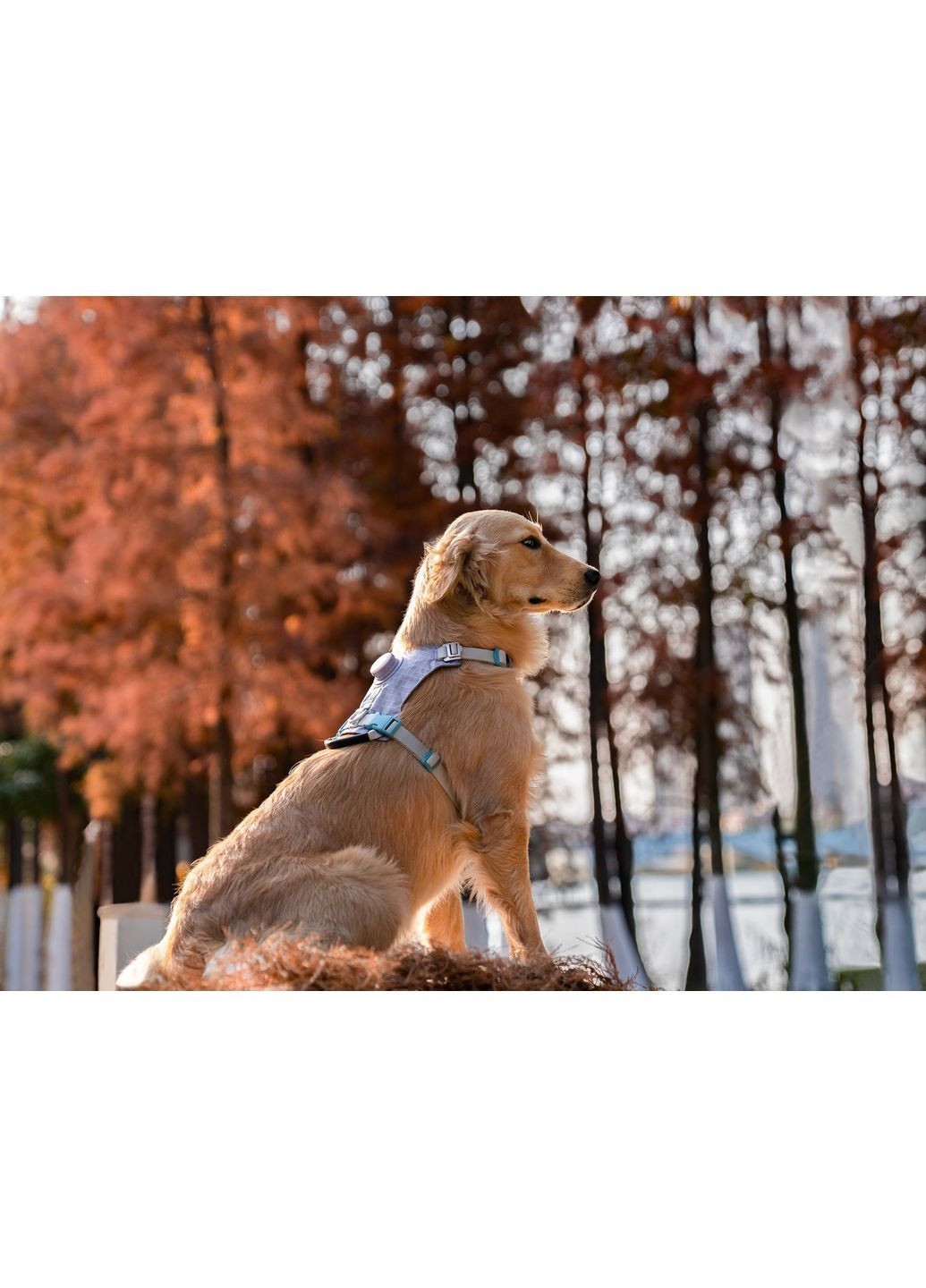 Шлея для собак TLH6771 со светодиодной подсветкой и держателем для GPS-трекера Фиолетовый, M Truelove (373444067)