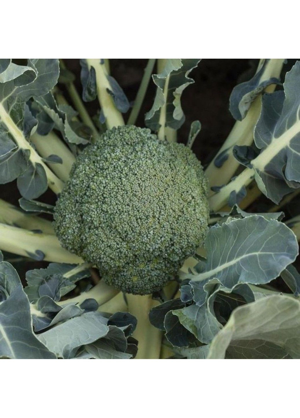 Семена капусты брокколи Батавия F1 Bejo Zaden (333035988)