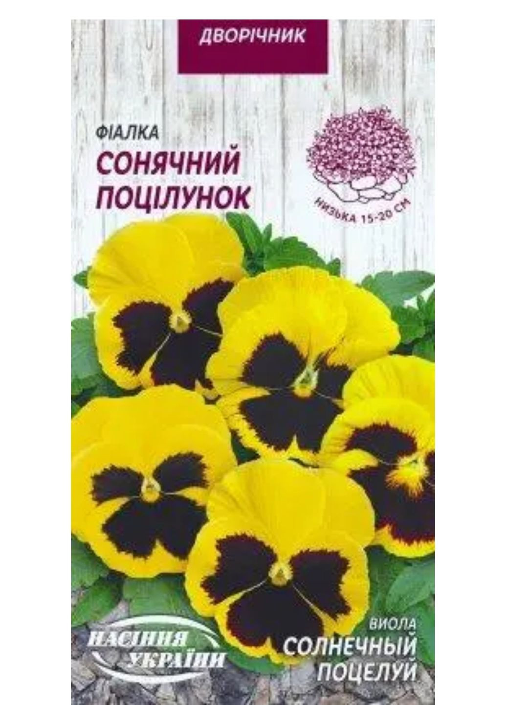 Фиалка Солнечный поцелуй 0,05 г Семена Украины Насіння України Квіти (334711620)