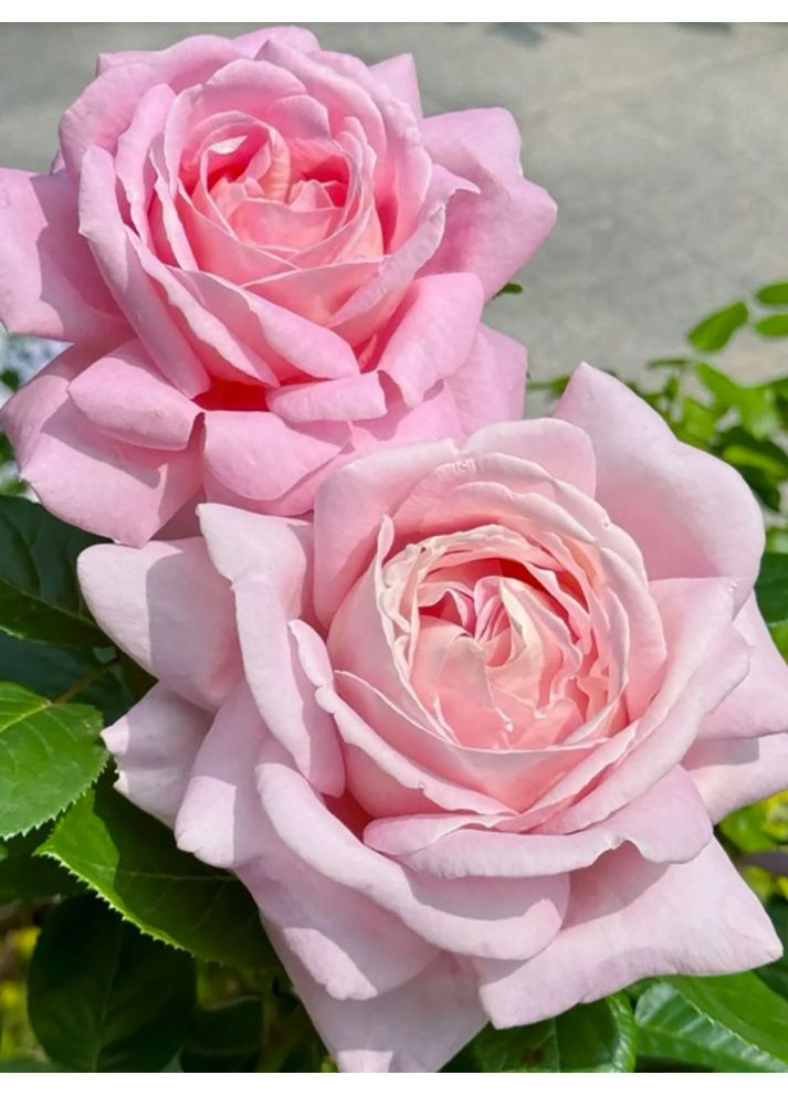 Роза чайно-гибридная Amazing Grace (Очень ароматная!) No Brand (364535872)