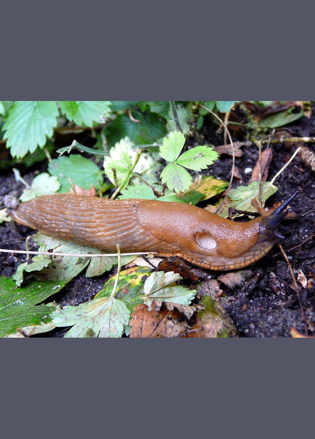 Препарат (Брос) Санколь від слимаків 100 г Bros (299329931)