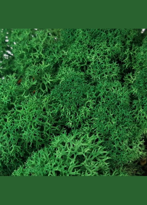 Стабілізований мох ягель Зелений трав'яний темний 5 кг Nordic moss (276401158)
